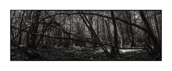 FALLEN TREES 07